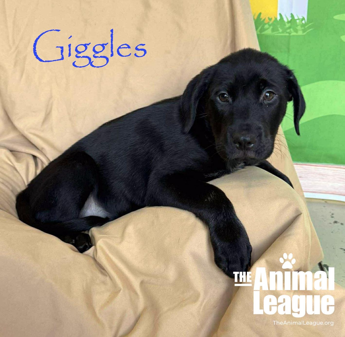 Enlarge Giggles, a ADOPTABLE mixed breed in Groveland, FL image 5/5