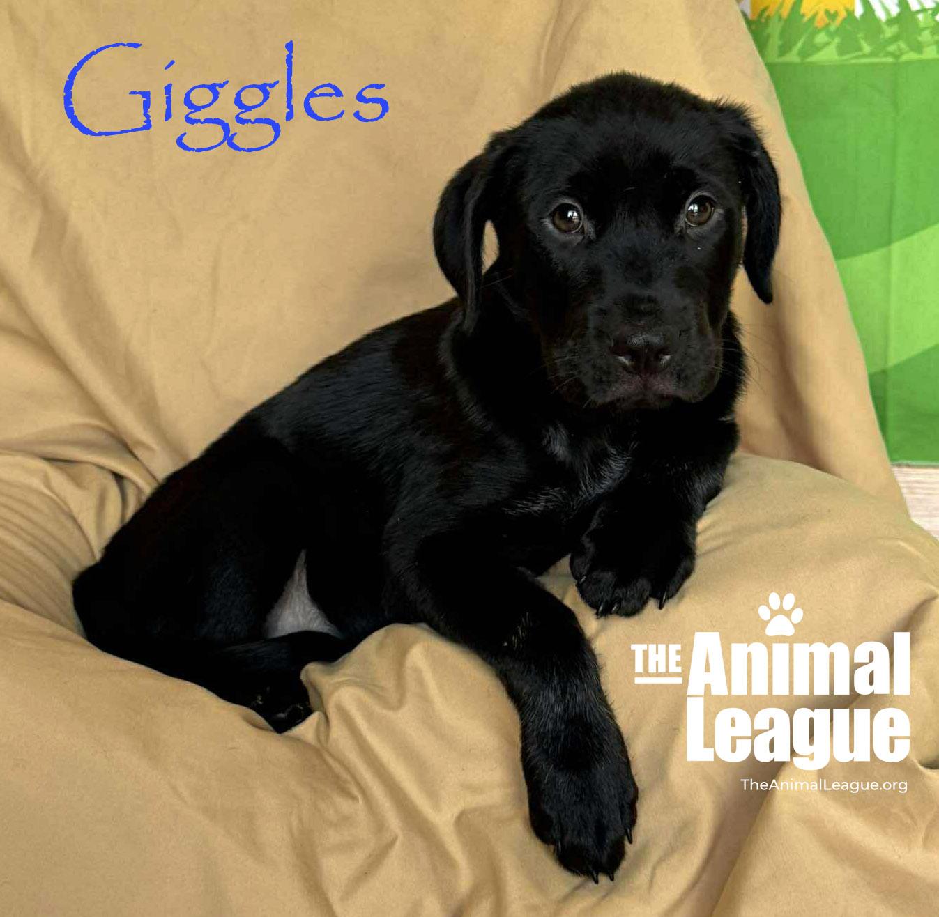 Giggles, ADOPTABLE, Puppy Male Labrador Retriever & Australian Cattle Dog / Blue Heeler.