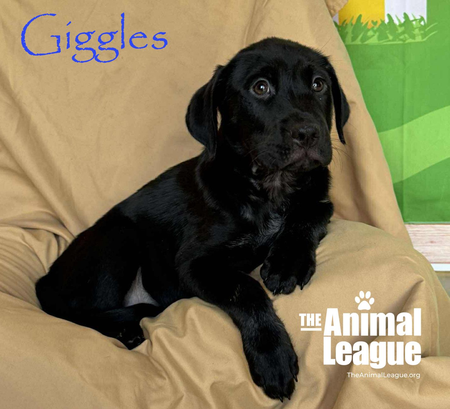 Enlarge Giggles, a ADOPTABLE mixed breed in Groveland, FL image 4/5