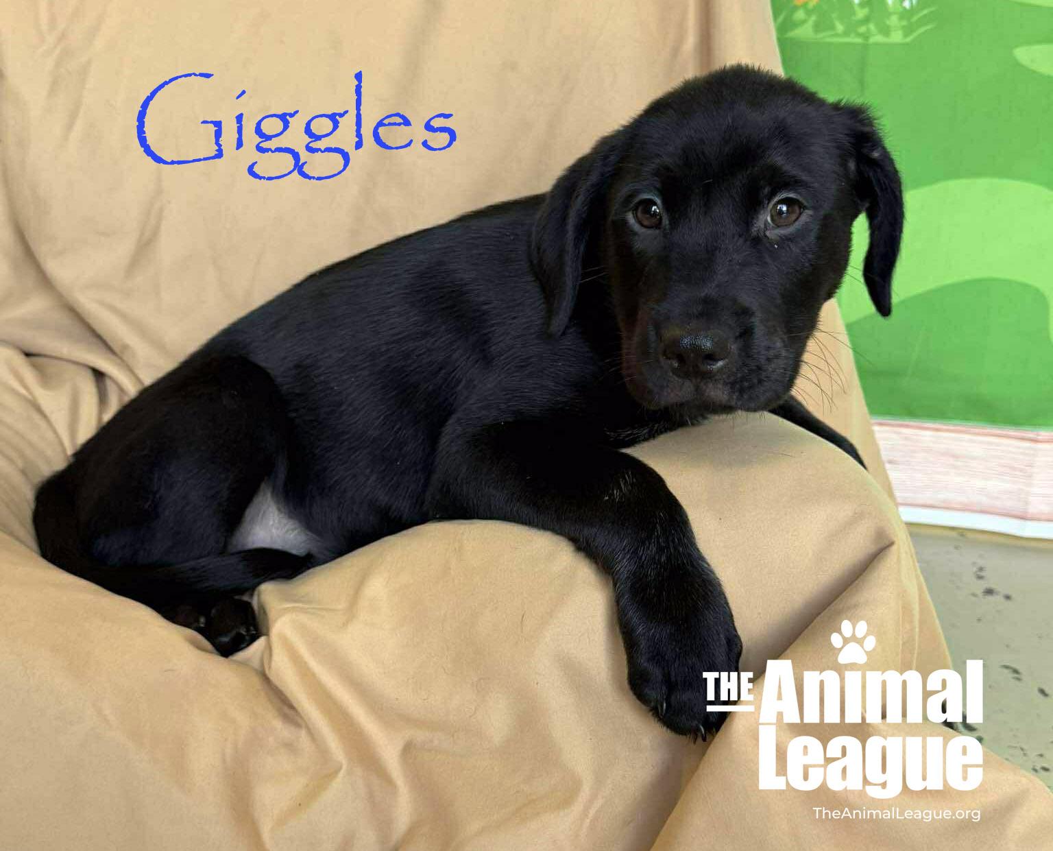Enlarge Giggles, a ADOPTABLE mixed breed in Groveland, FL image 2/5