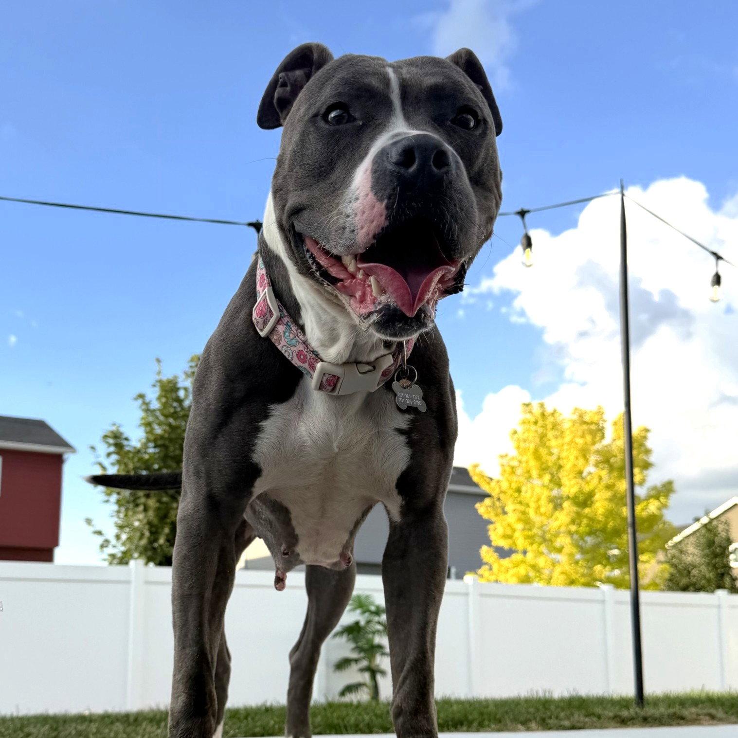 Rosalind, Adoptable, Adult Female Pit Bull Terrier.