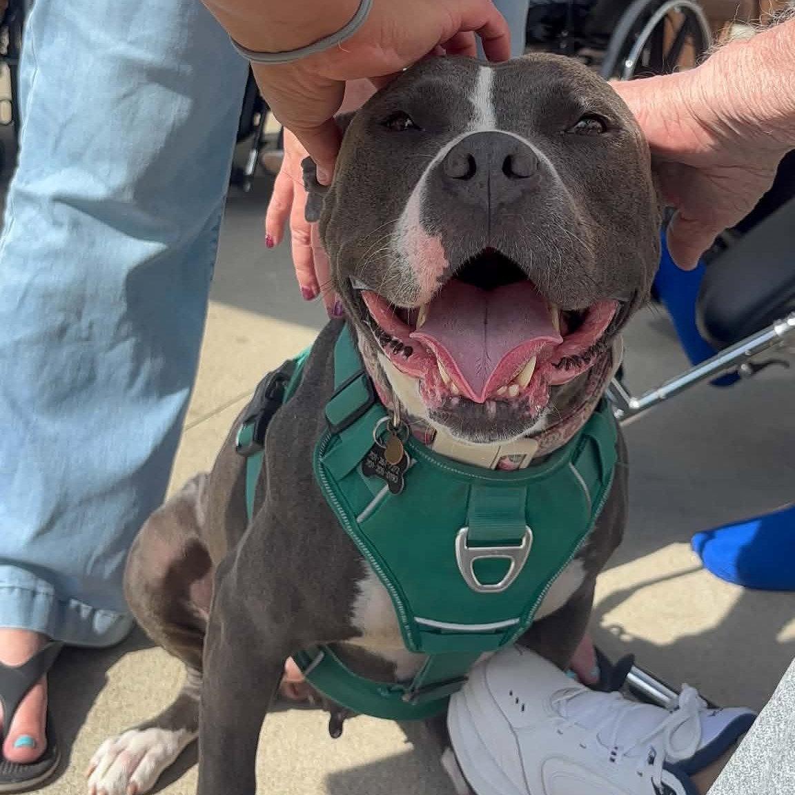 Enlarge Rosalind, a Adoptable Pit Bull Terrier in Fargo, ND image 2/3