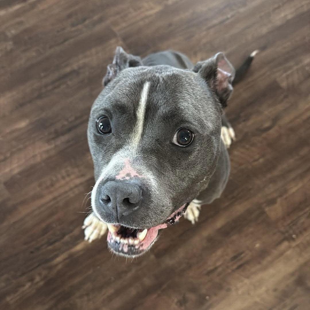 Enlarge Rosalind, a Adoptable Pit Bull Terrier in Fargo, ND image 3/3