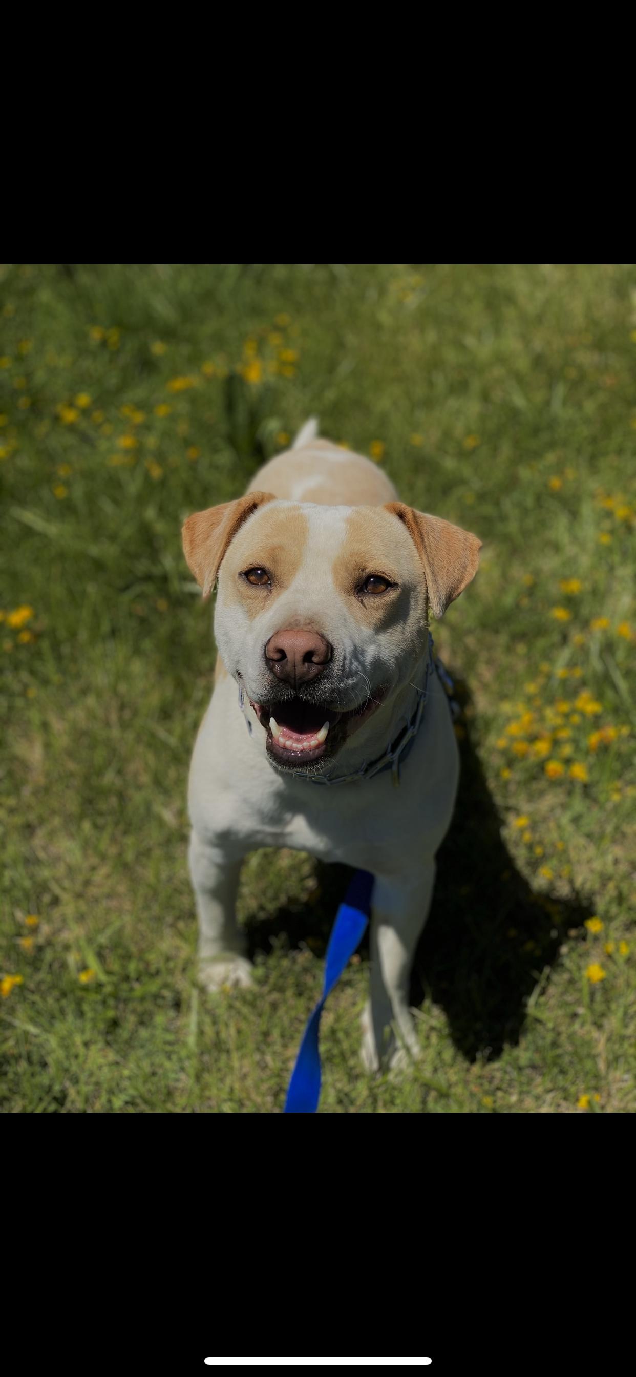 Enlarge Buddy, a Adopted mixed breed in Central Point, OR image 2/6