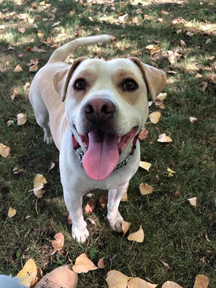 Enlarge Buddy, a Adopted mixed breed in Central Point, OR image 3/6