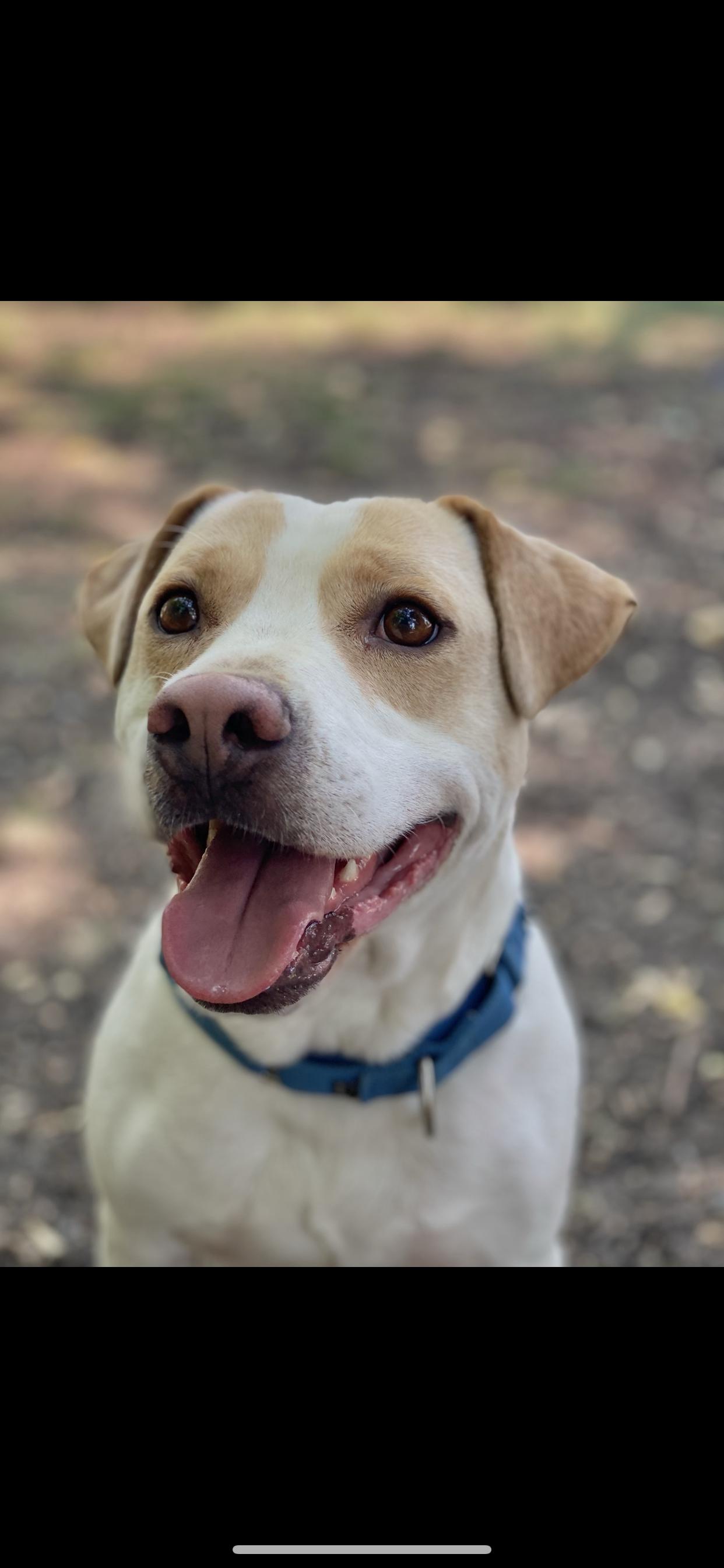 Enlarge Buddy, a Adopted mixed breed in Central Point, OR image 5/6