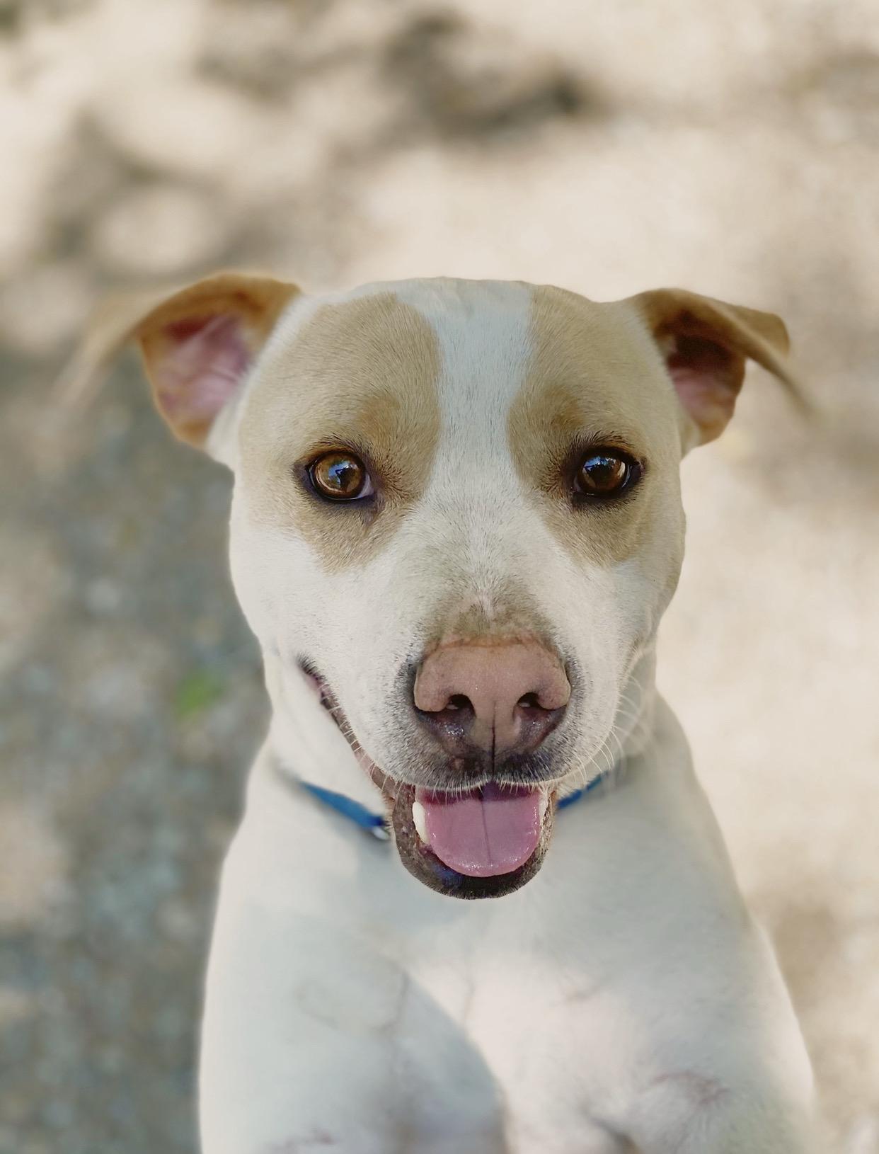 Enlarge Buddy, a Adopted mixed breed in Central Point, OR image 6/6
