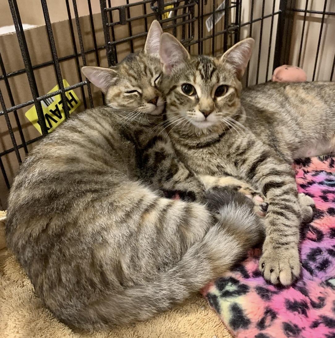 Enlarge Riley and/or Remi, a Adoptable Domestic Short Hair in Andover, CT image 2/2
