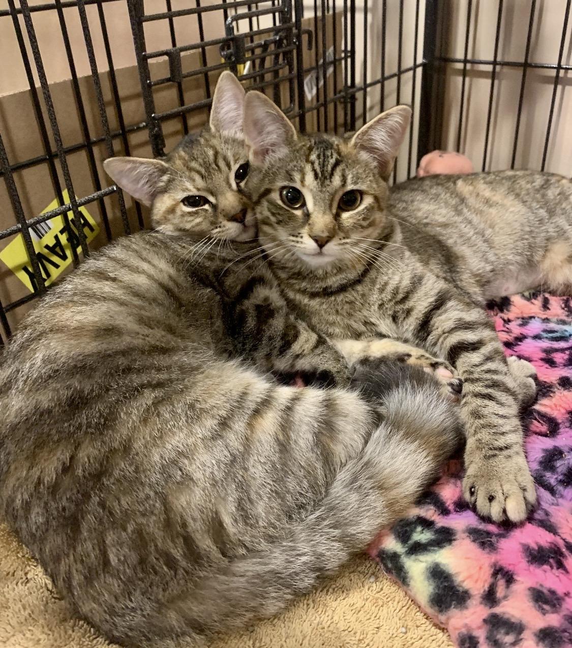 Riley and/or Remi, Adoptable, Kitten Female Domestic Short Hair.