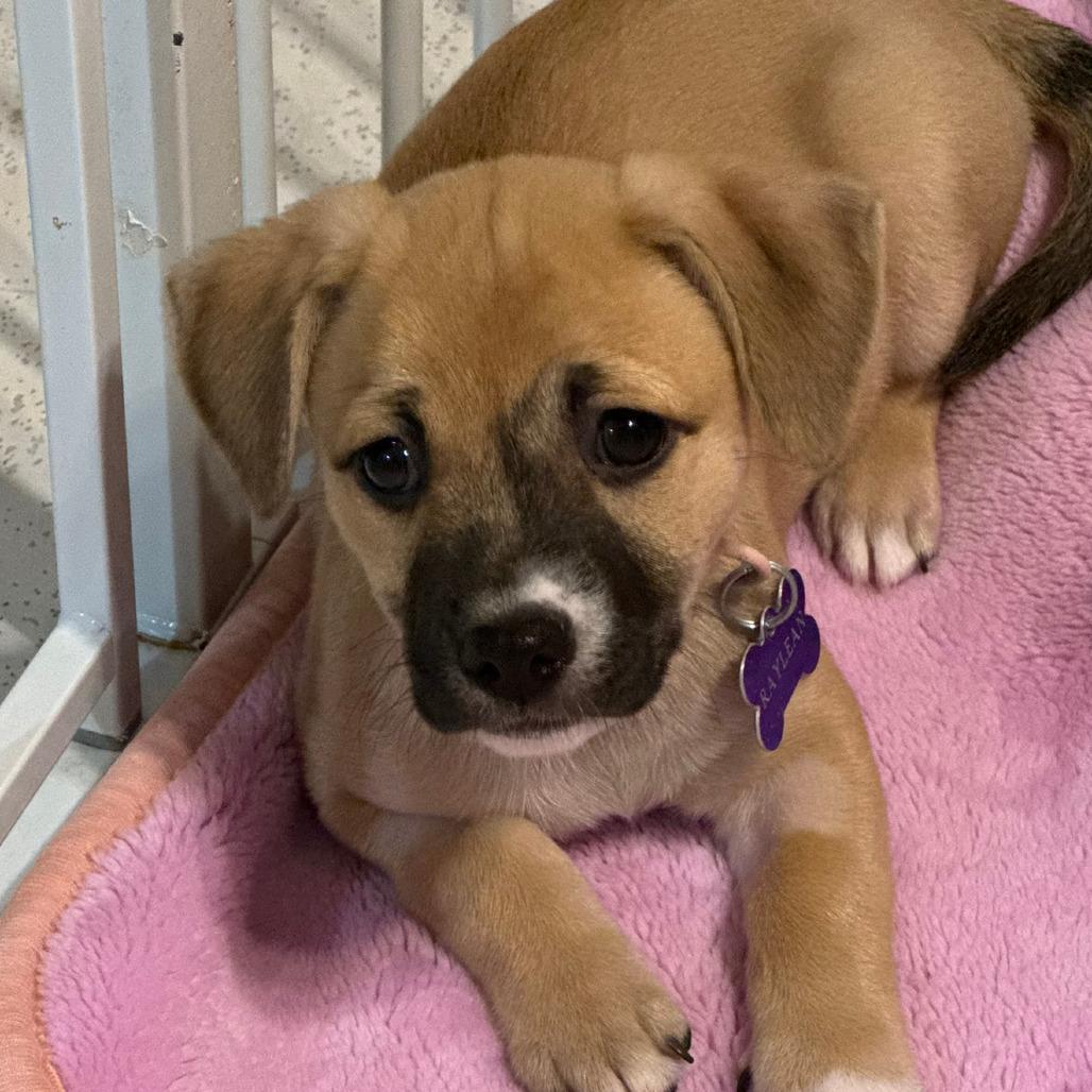 Enlarge Raylean, a Adoptable Pit Bull Terrier in Fresno, CA image 4/6