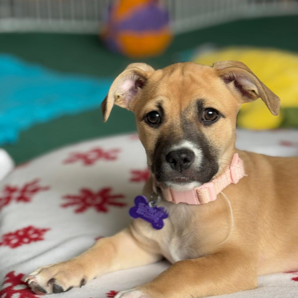 Enlarge Raylean, a Adoptable Pit Bull Terrier in Fresno, CA image 2/6