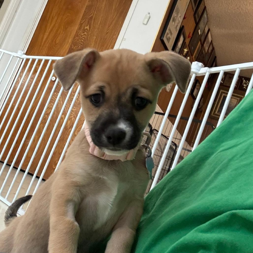 Enlarge Raylean, a Adoptable Pit Bull Terrier in Fresno, CA image 6/6