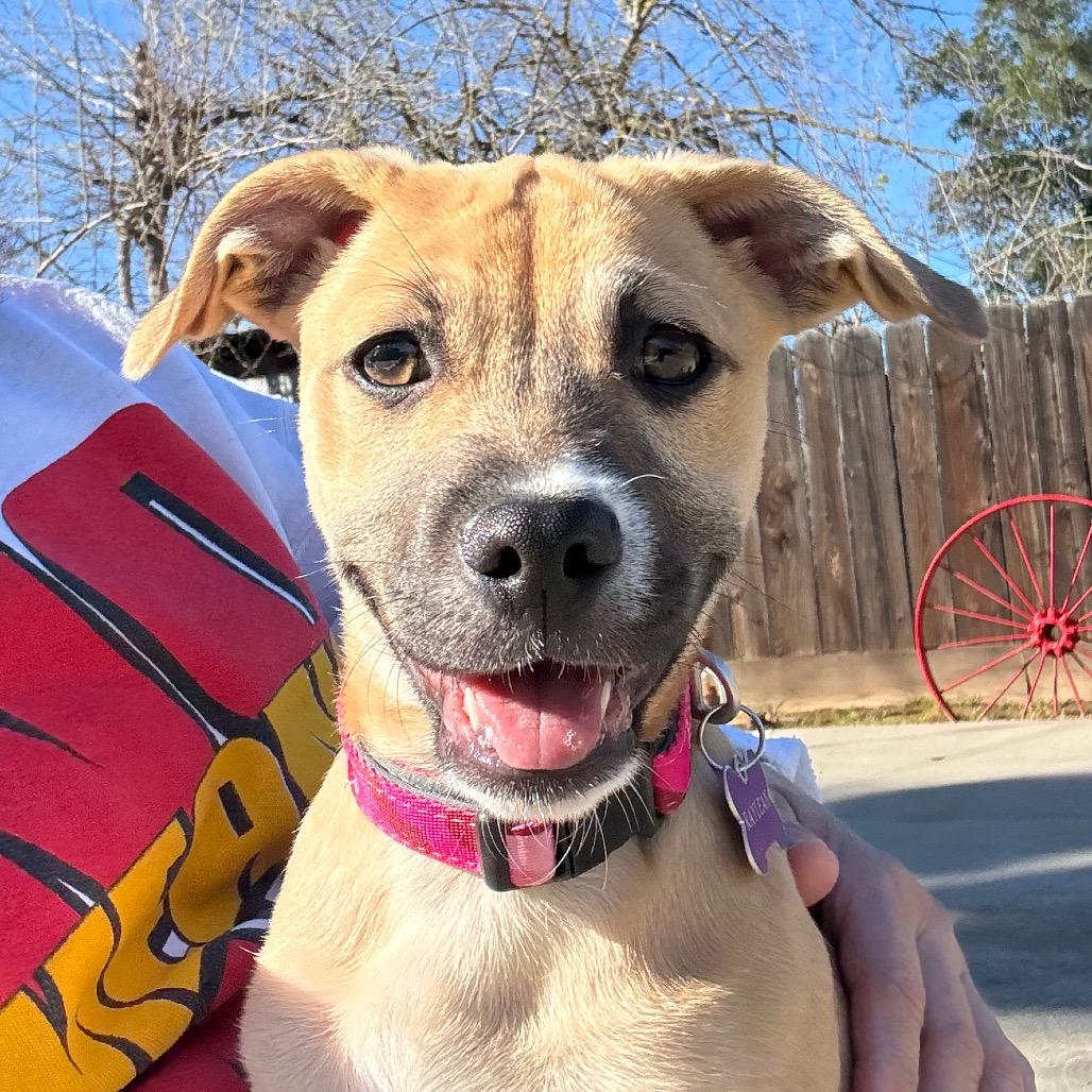 Enlarge Raylean, a Adoptable mixed breed in Fresno, CA image 3/6