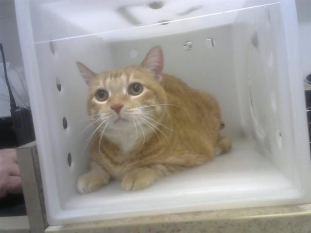 Enlarge TIGGER, a Adoptable Domestic Short Hair in Albuquerque, NM image 1/1