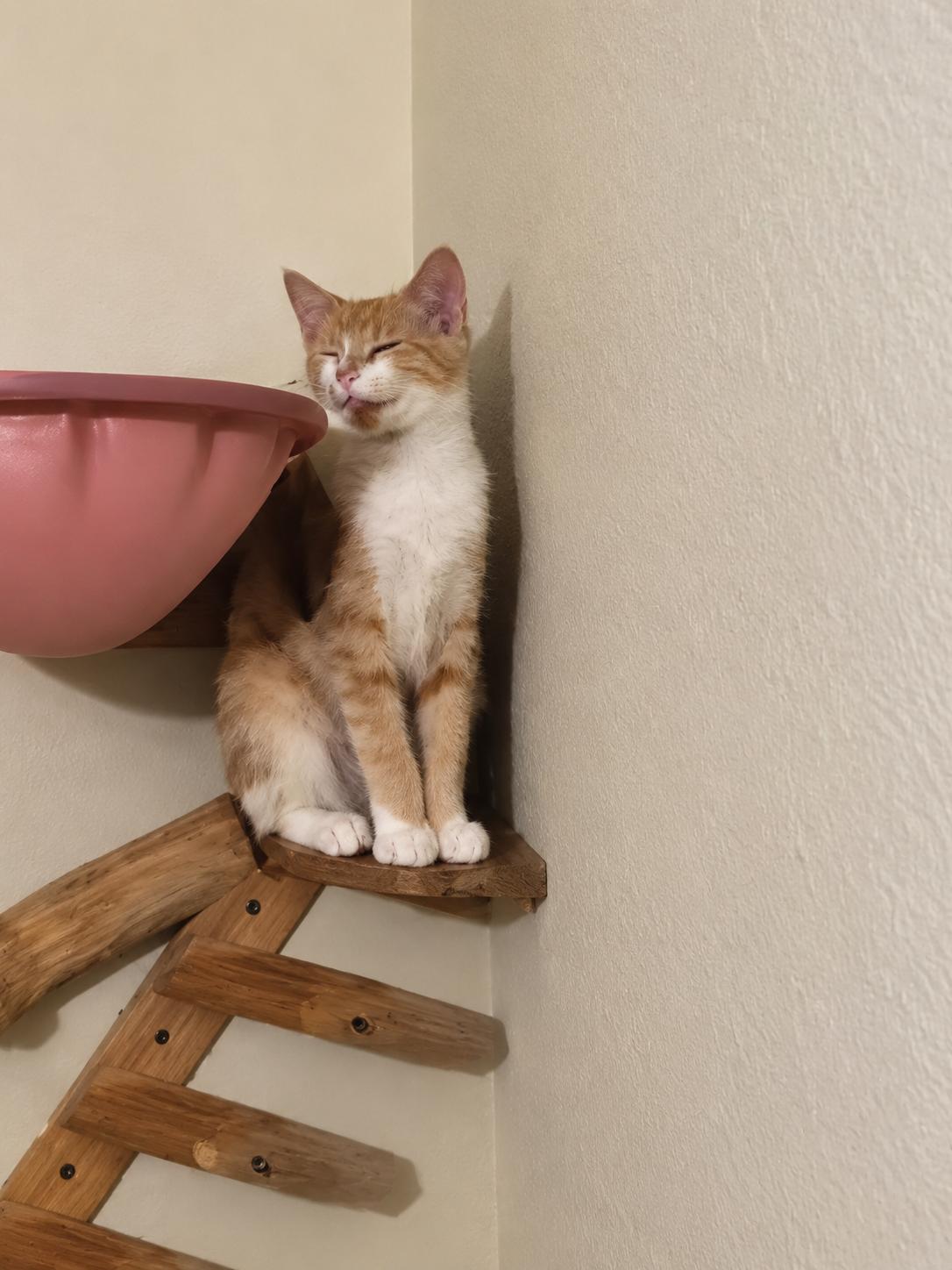 Enlarge Simon, a Adoptable Domestic Short Hair in Mount Pleasant, TX image 2/3