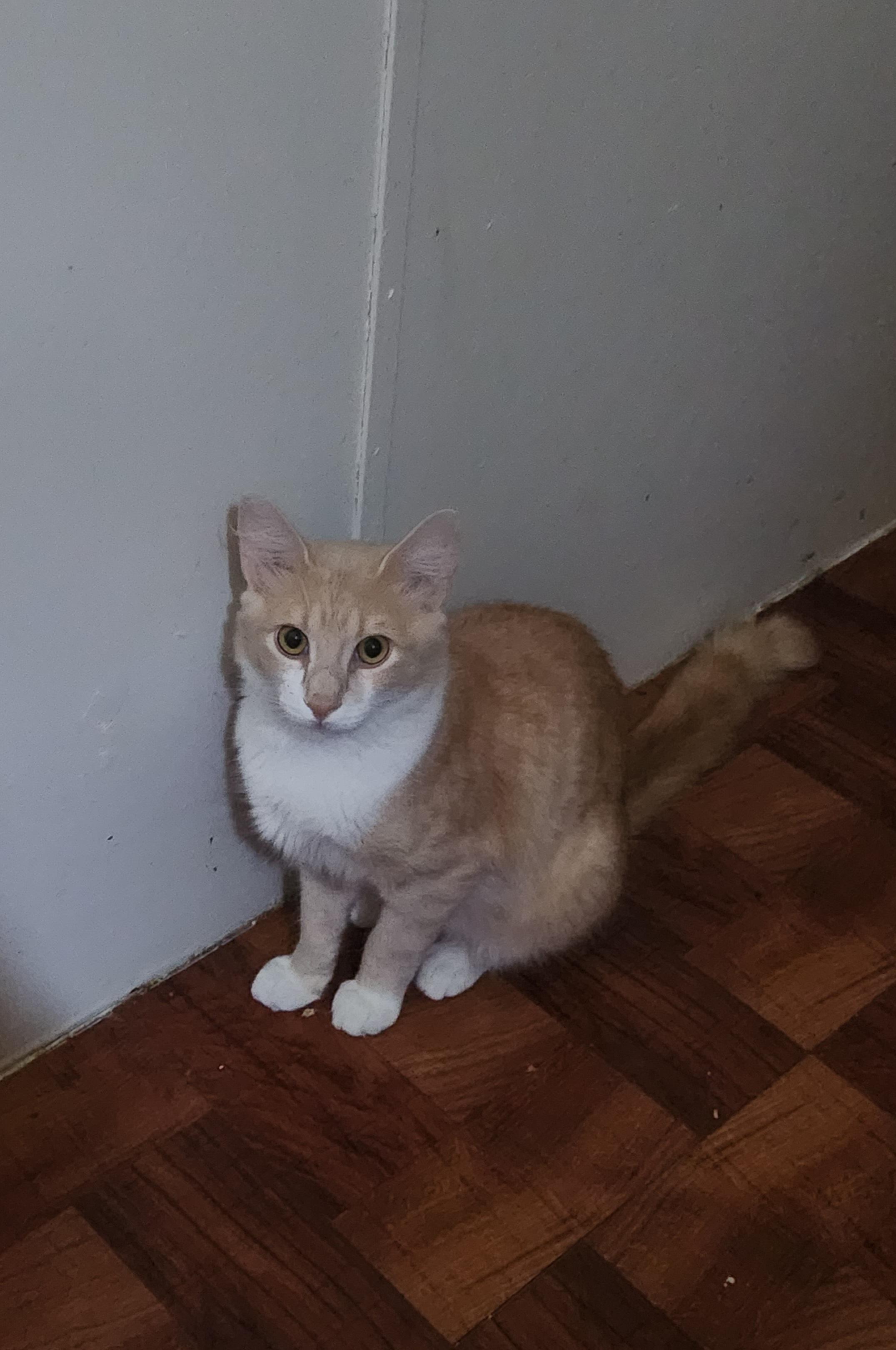 Enlarge Simon, a Adoptable Domestic Short Hair in Mount Pleasant, TX image 3/3