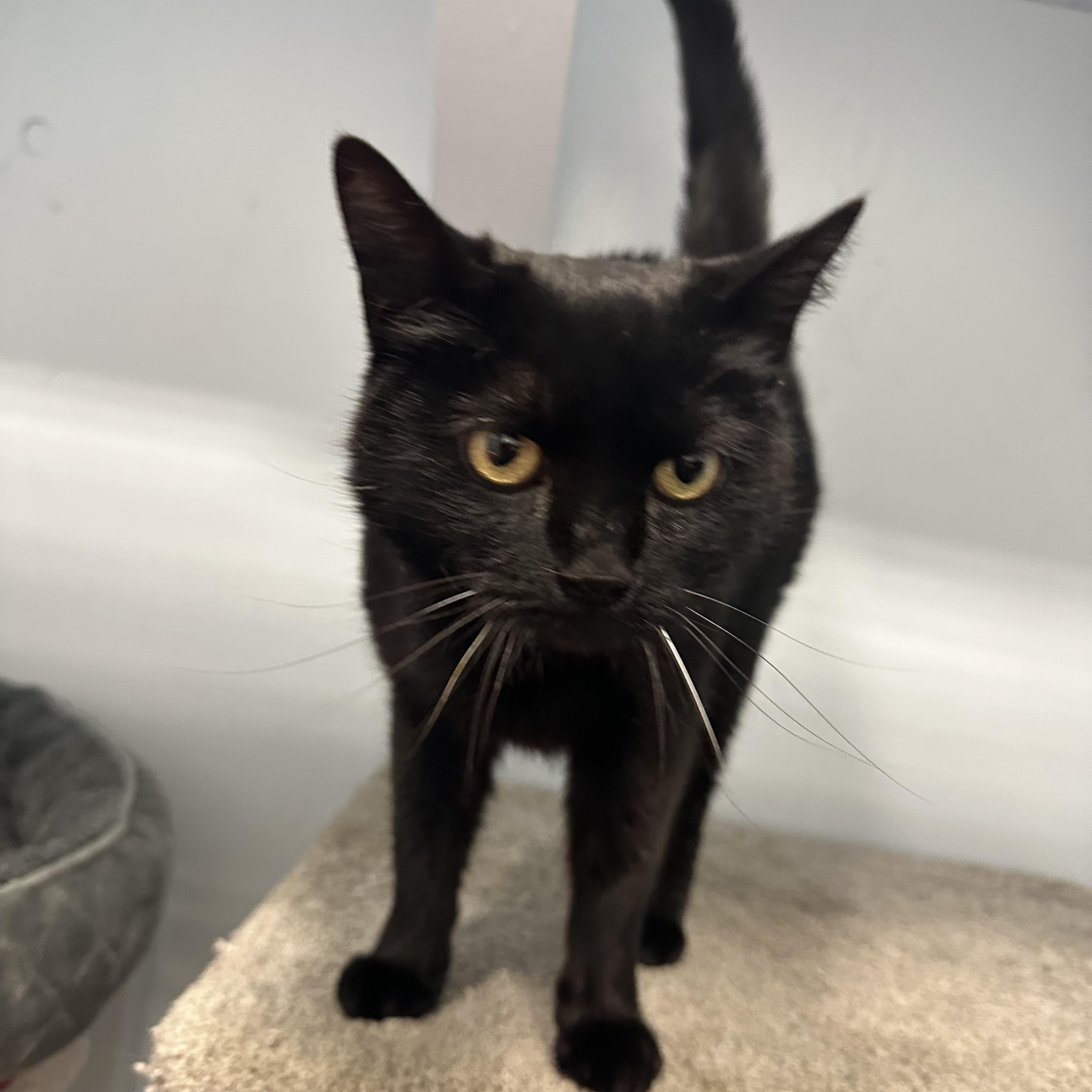 Enlarge Panther, a Adoptable Domestic Short Hair in Mission, BC image 2/3