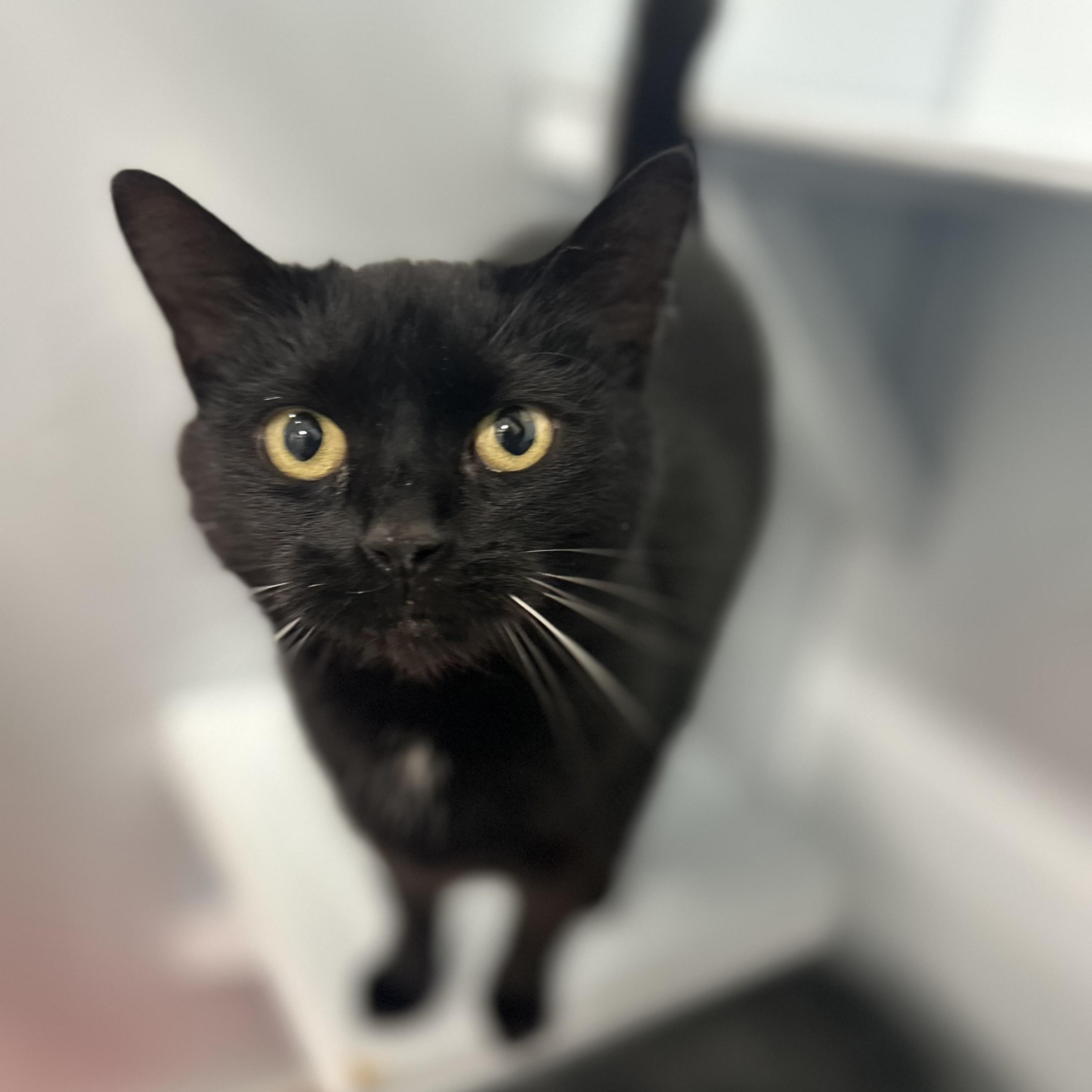 Enlarge Panther, a Adoptable Domestic Short Hair in Mission, BC image 1/3