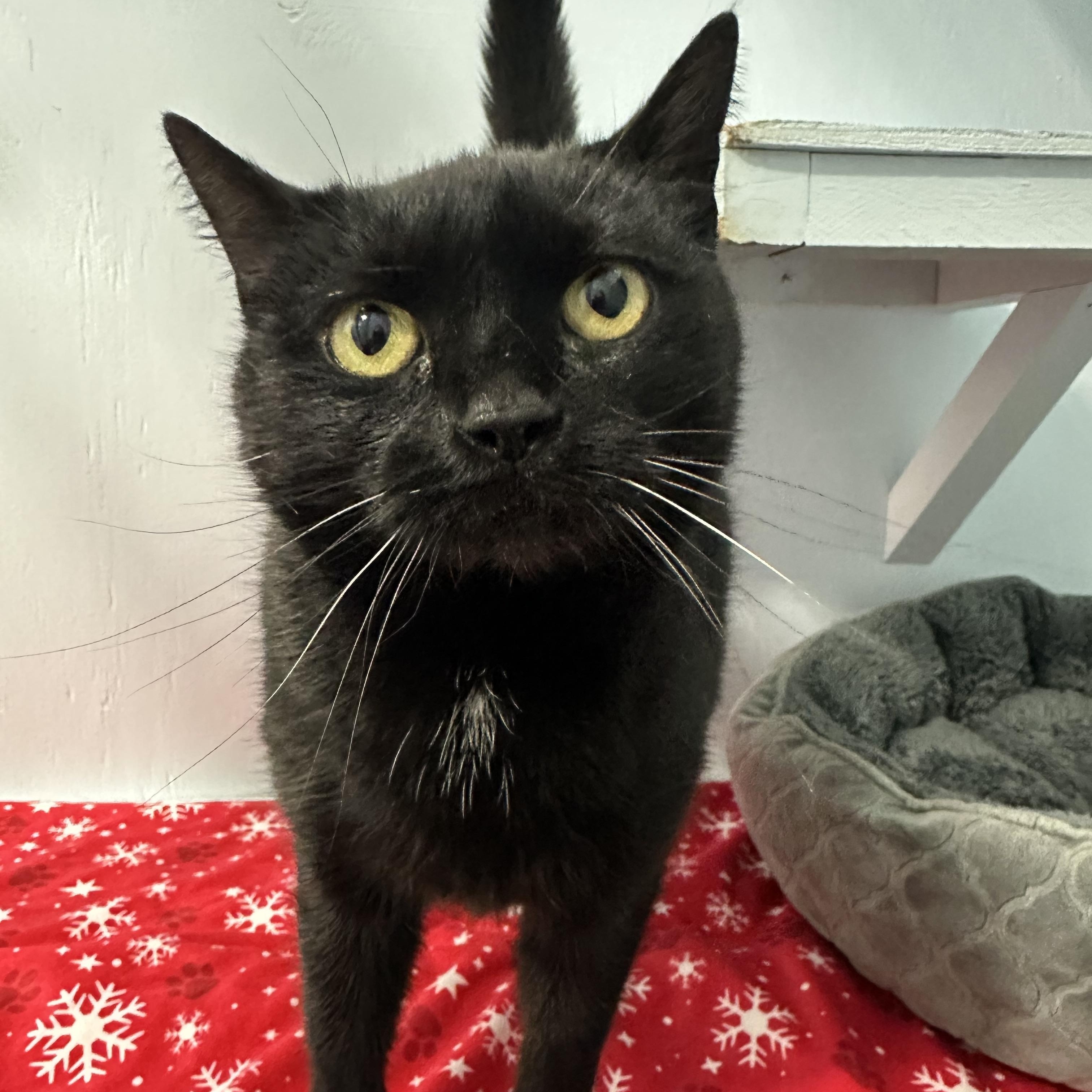 Enlarge Panther, a Adoptable Domestic Short Hair in Mission, BC image 3/3