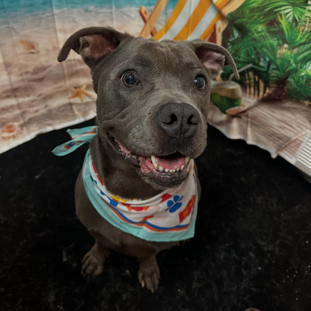 Enlarge Congo, a Adoptable mixed breed in South Houston, TX image 2/3