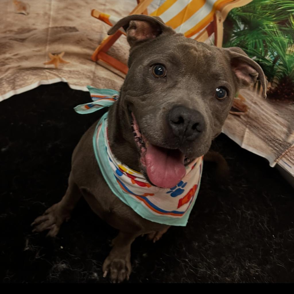 Enlarge Congo, a Adoptable mixed breed in South Houston, TX image 3/3
