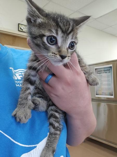 Spider, Adoptable, Kitten Male Domestic Short Hair.