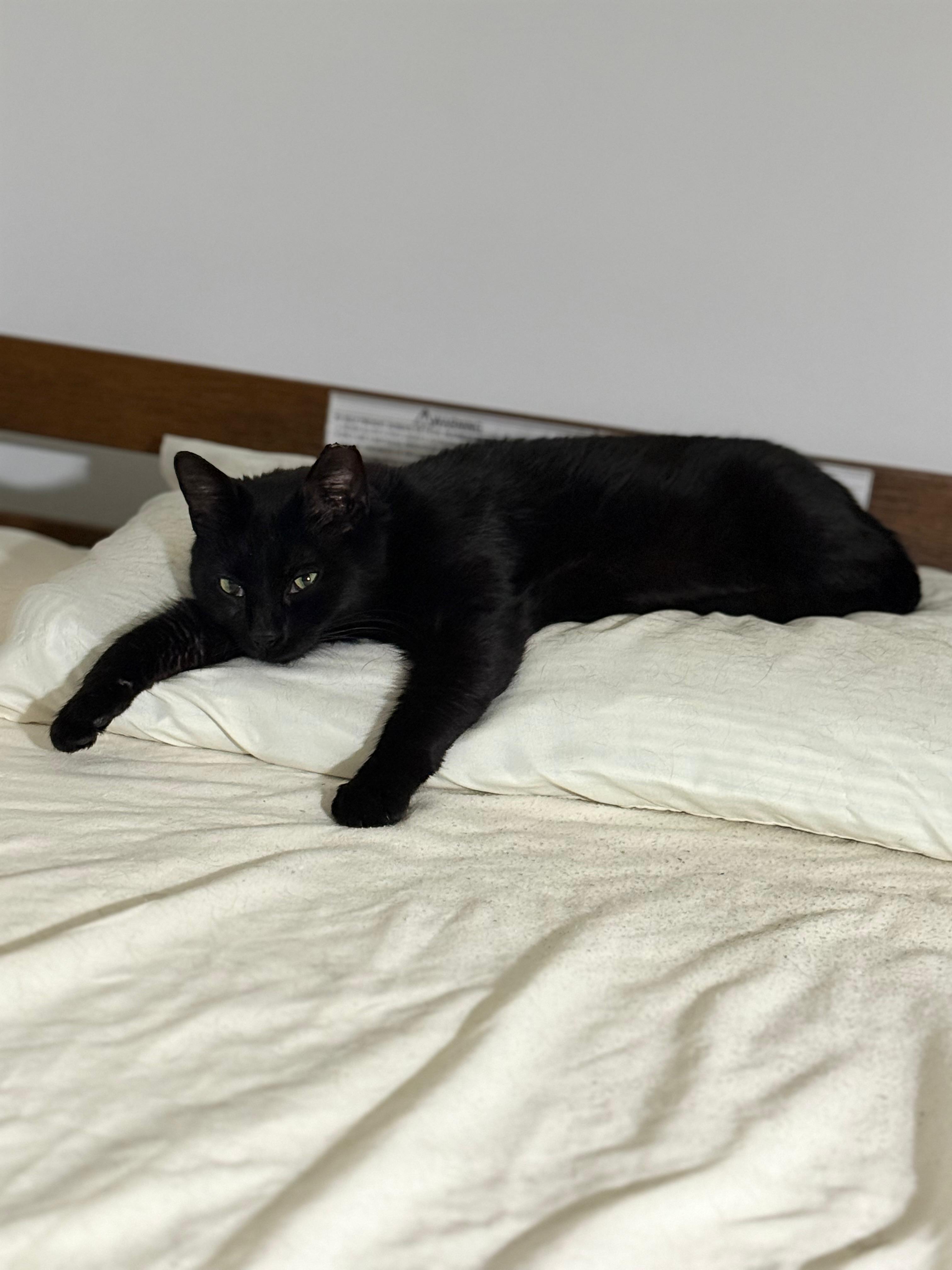 Enlarge Marta, a ADOPTABLE Domestic Short Hair in Brooklyn, NY image 4/4