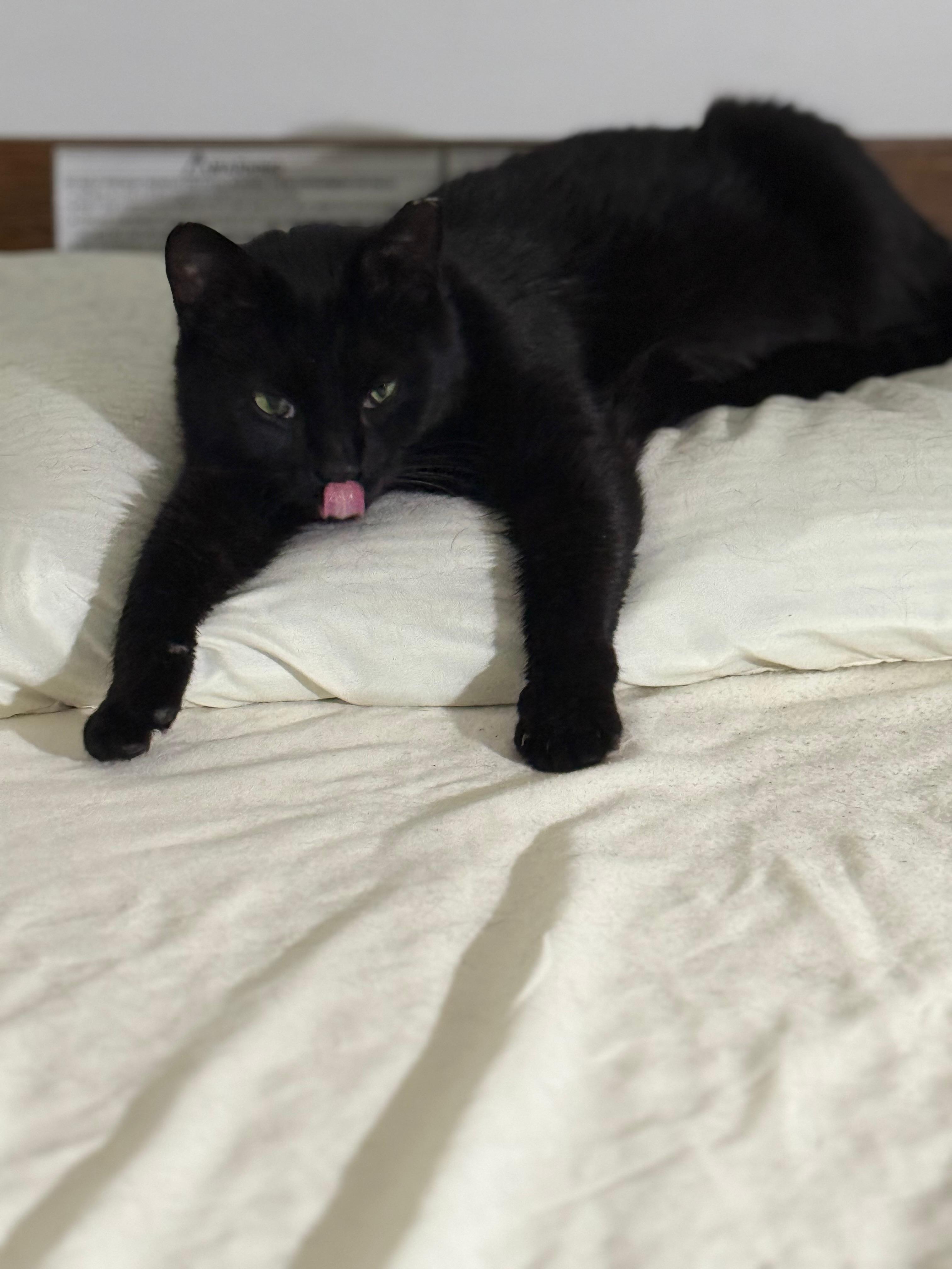 Enlarge Marta, a ADOPTABLE Domestic Short Hair in Brooklyn, NY image 3/4