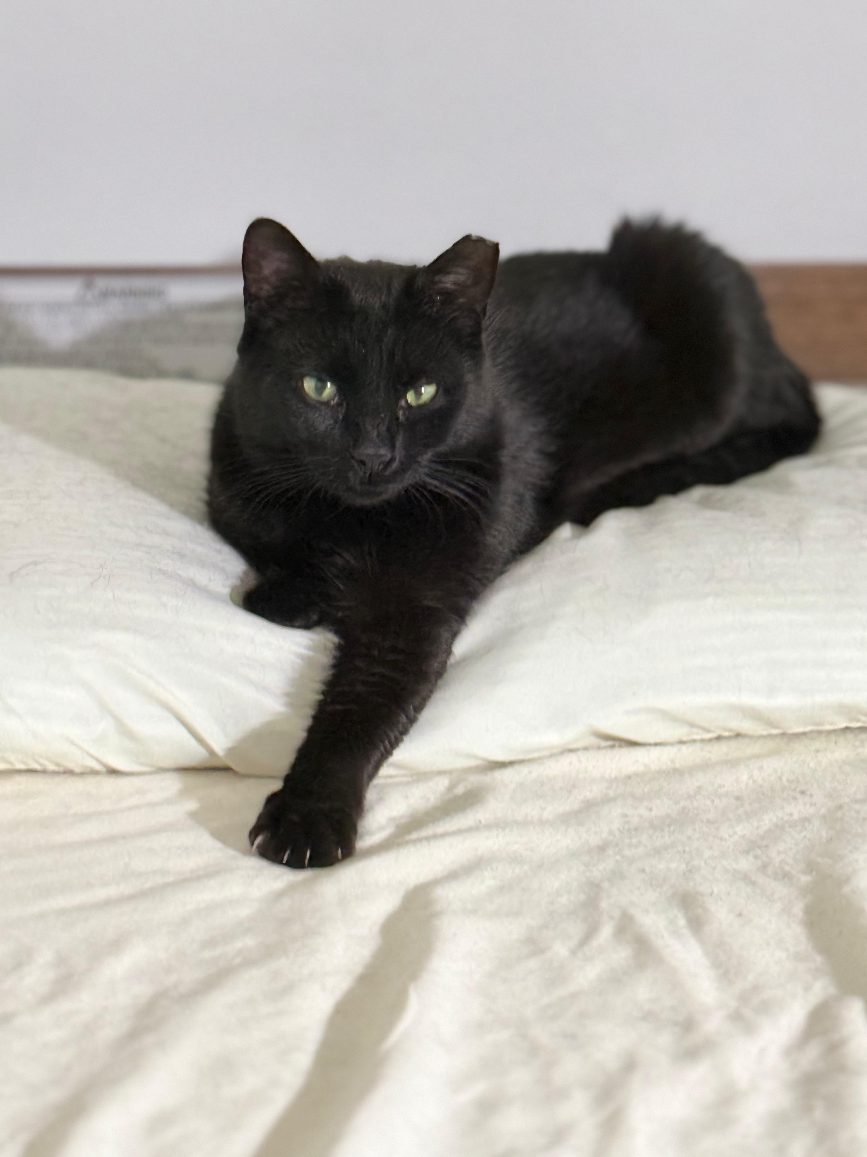 Enlarge Marta, a ADOPTABLE Domestic Short Hair in Brooklyn, NY image 2/4