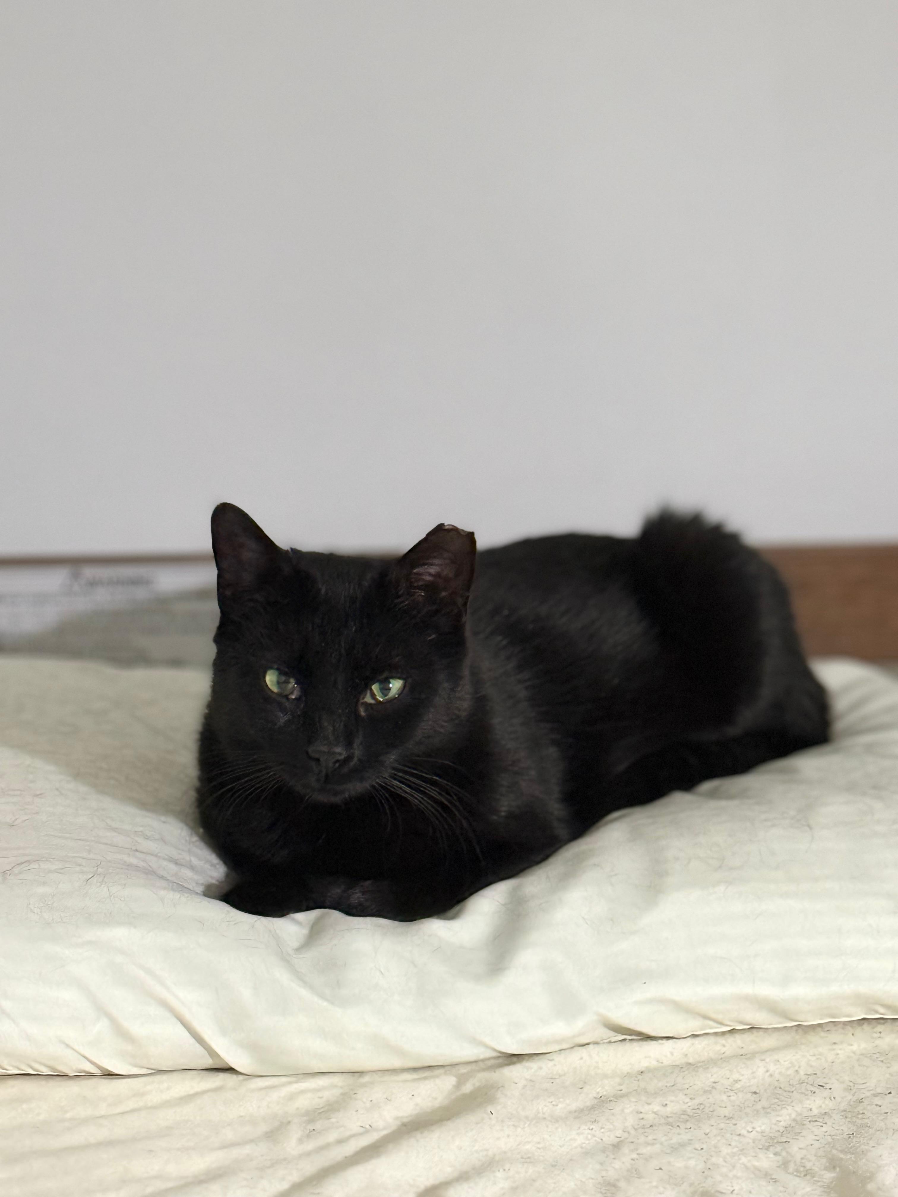 Enlarge Marta, a ADOPTABLE Domestic Short Hair in Brooklyn, NY image 1/4