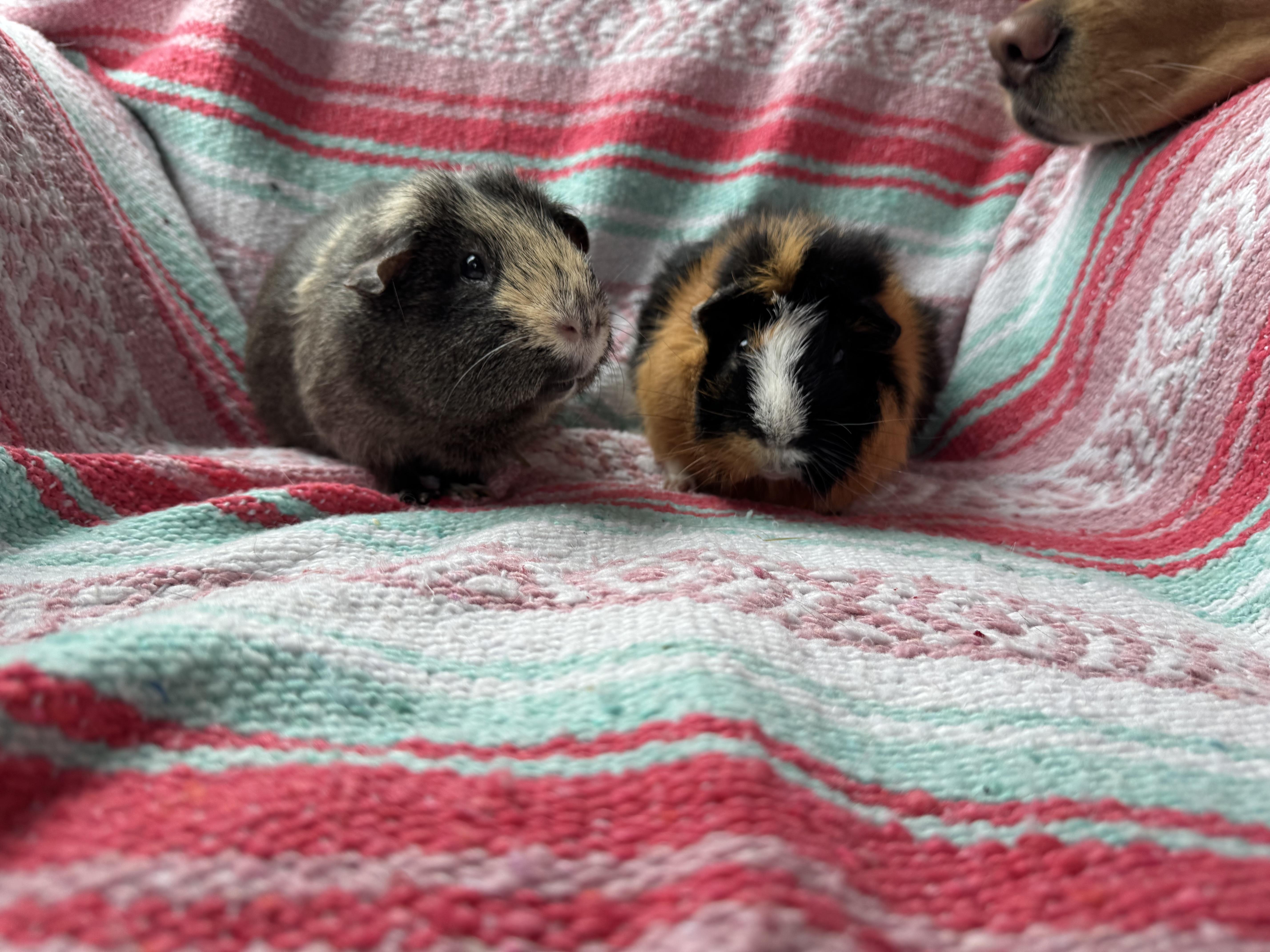 Stormy and Peanut, ADOPTABLE, Senior Male Abyssinian.
