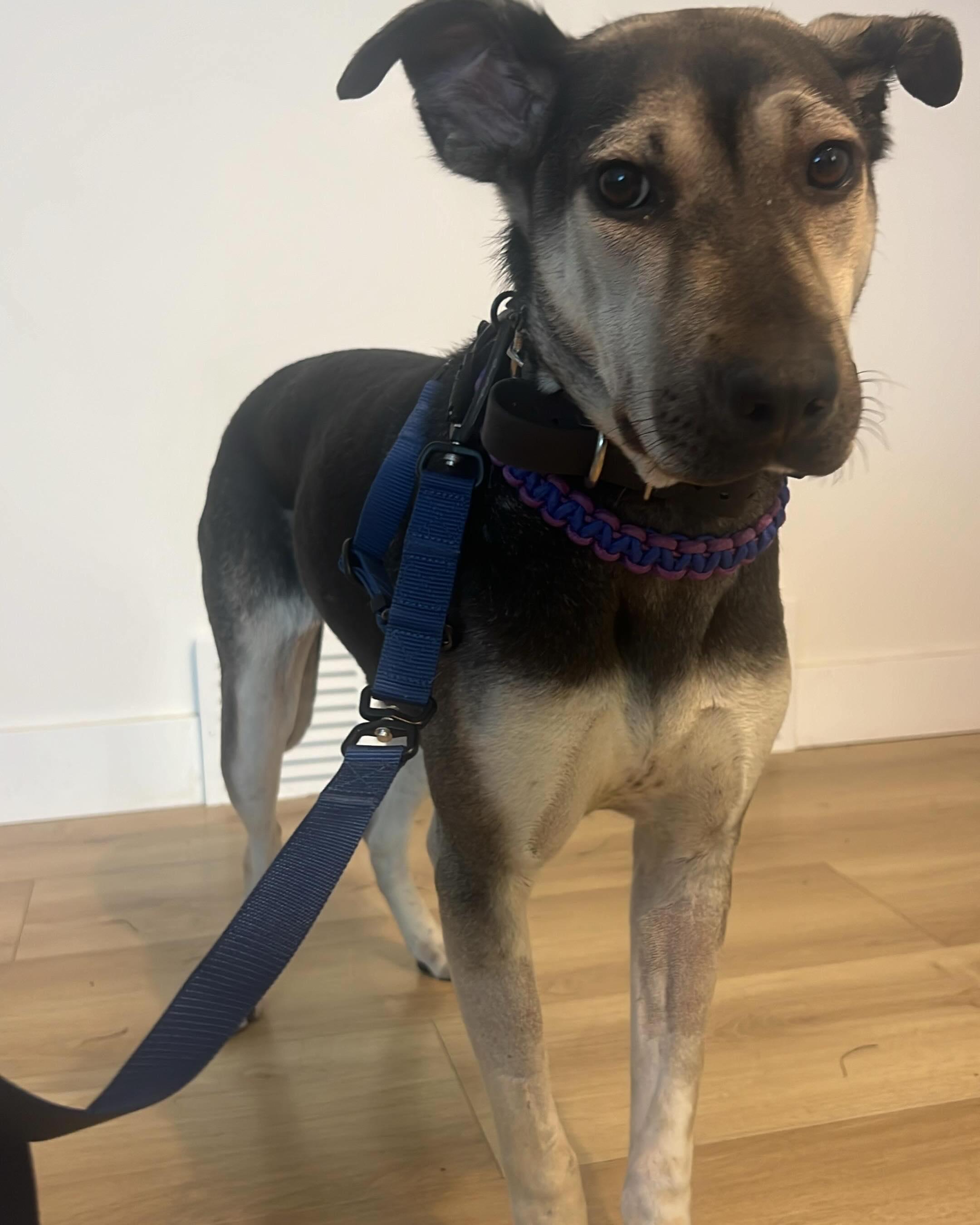 ANIKA, a ADOPTABLE mixed breed in Coquitlam, BC image 3/5