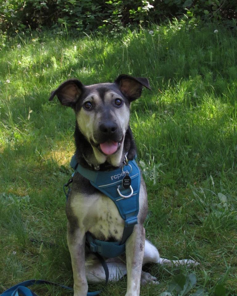 ANIKA, a ADOPTABLE mixed breed in Coquitlam, BC image 2/5