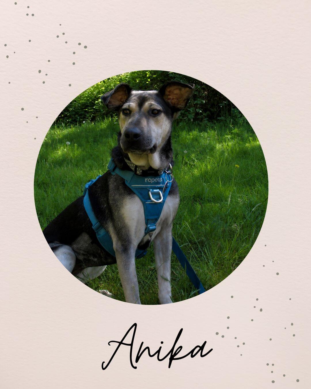 ANIKA, a ADOPTABLE mixed breed in Coquitlam, BC image 1/5