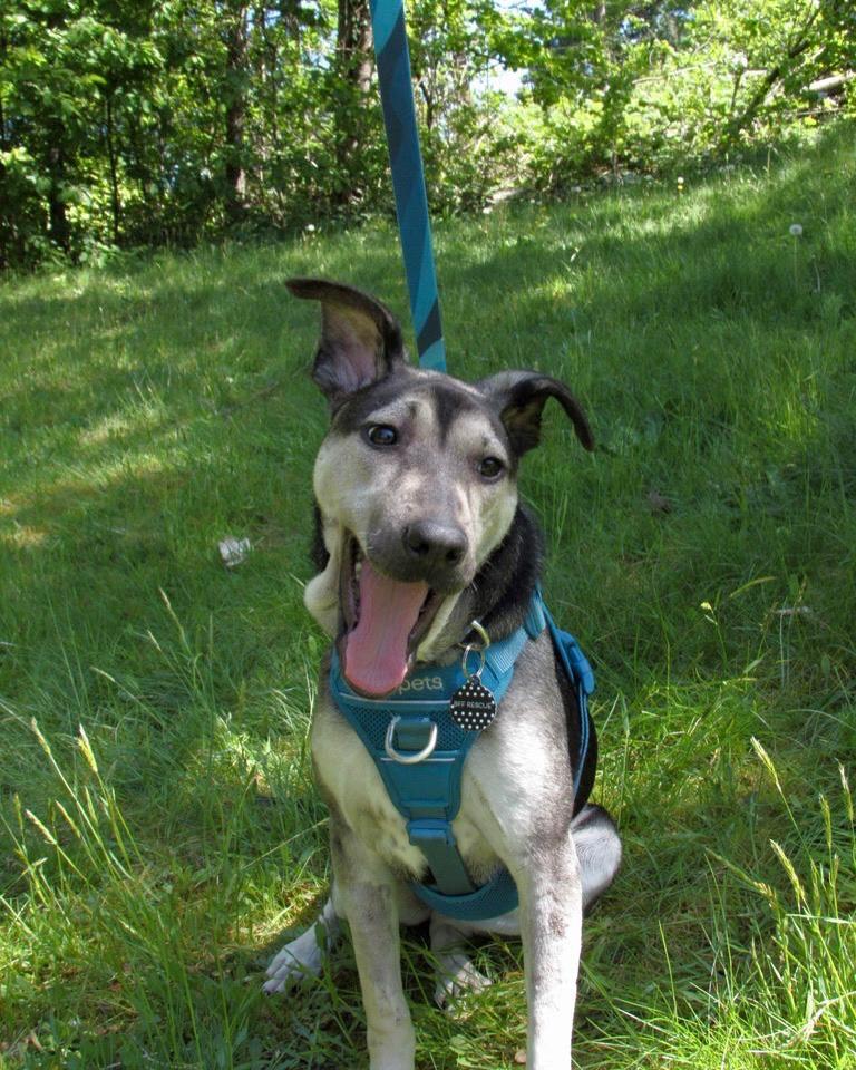 ANIKA, a ADOPTABLE mixed breed in Coquitlam, BC image 5/5