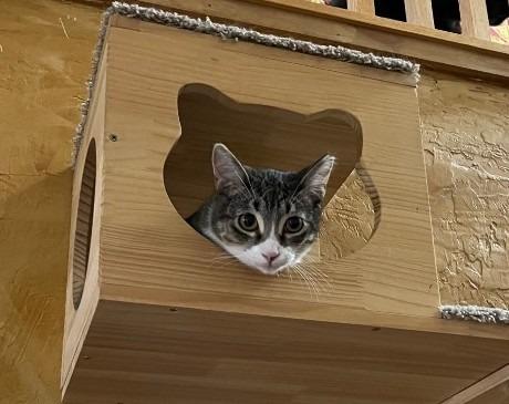 Enlarge Whiskered Wonder, a Adoptable mixed breed in Ogden, UT image 1/4