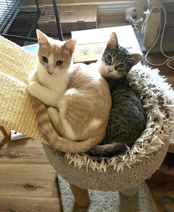 Enlarge Whiskered Wonder, a Adoptable mixed breed in Ogden, UT image 2/4