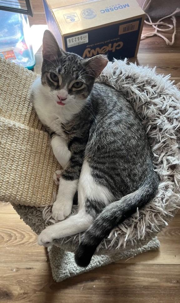 Enlarge Whiskered Wonder, a Adoptable mixed breed in Ogden, UT image 3/4