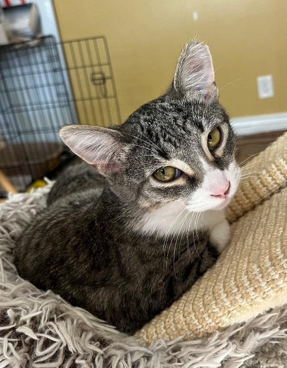Enlarge Whiskered Wonder, a Adoptable mixed breed in Ogden, UT image 4/4