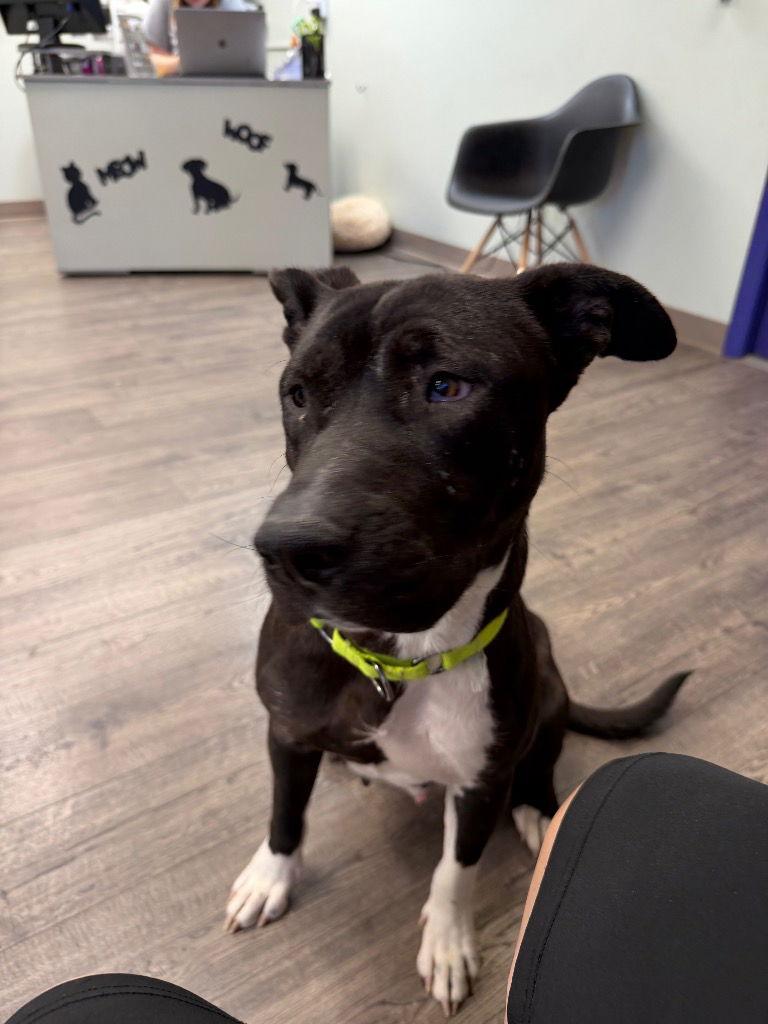 Enlarge Teri, a Adoptable mixed breed in Saint George, UT image 2/3