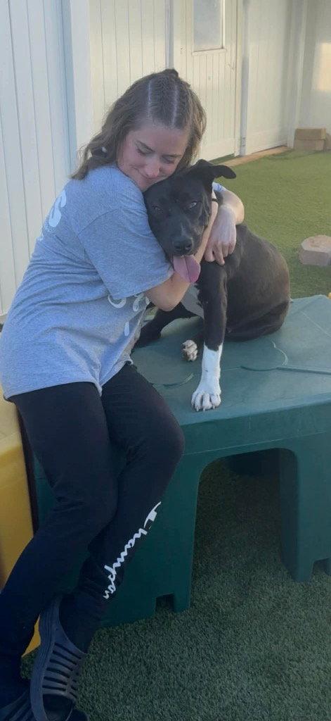 Teri, a Adoptable mixed breed in Saint George, UT image 2/3