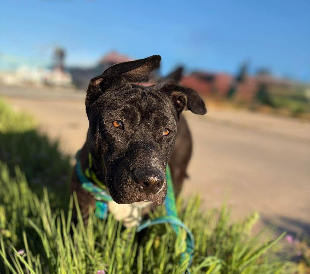 Enlarge Teri, a Adoptable mixed breed in Saint George, UT image 3/3