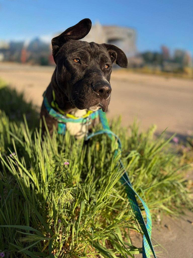 Teri, a Adoptable mixed breed in Saint George, UT image 3/3
