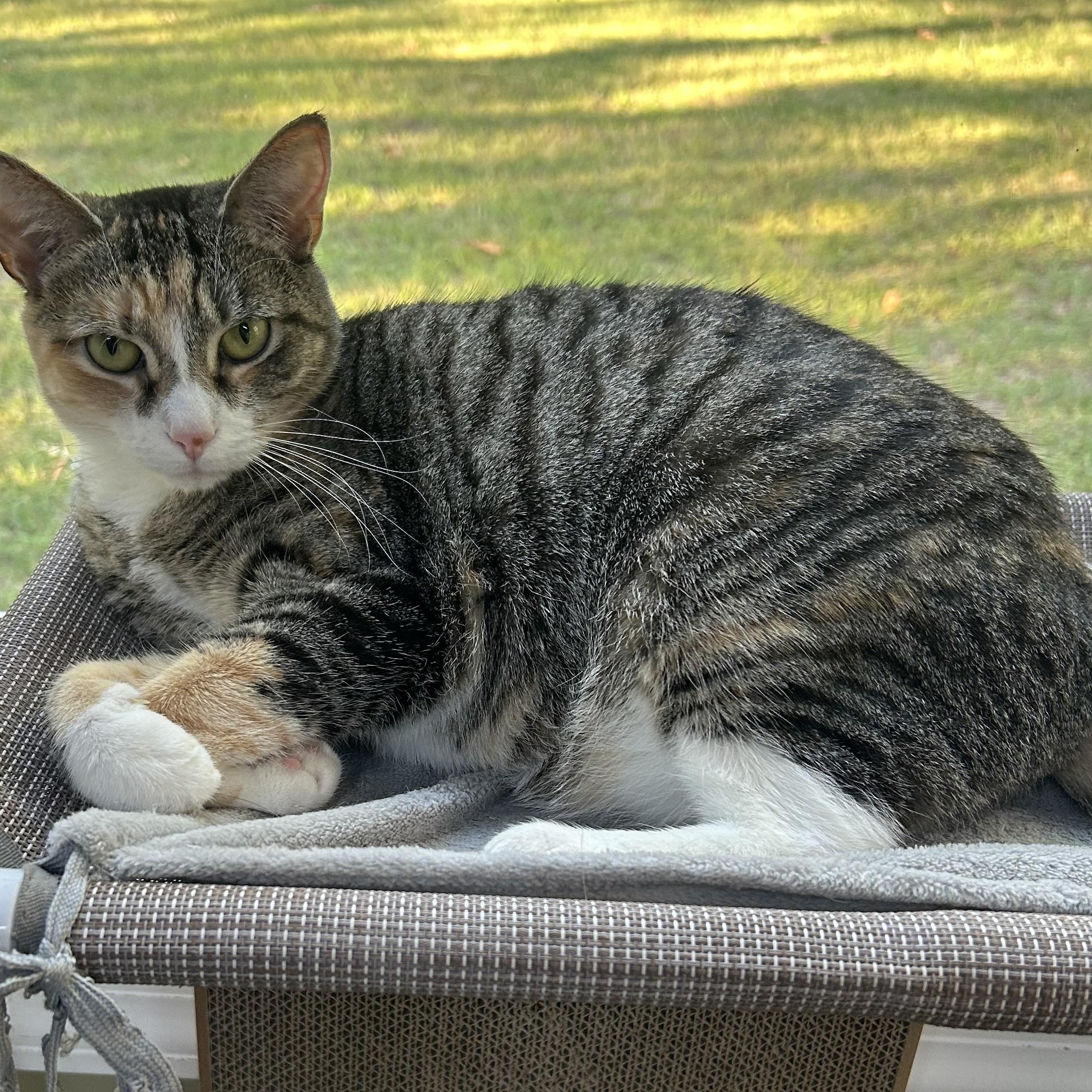 Tess, ADOPTABLE, Adult Female Calico & Tabby.