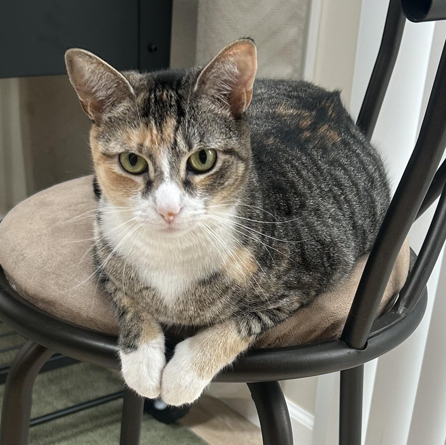 Enlarge Tess, a ADOPTABLE mixed breed in Maple Shade, NJ image 2/5