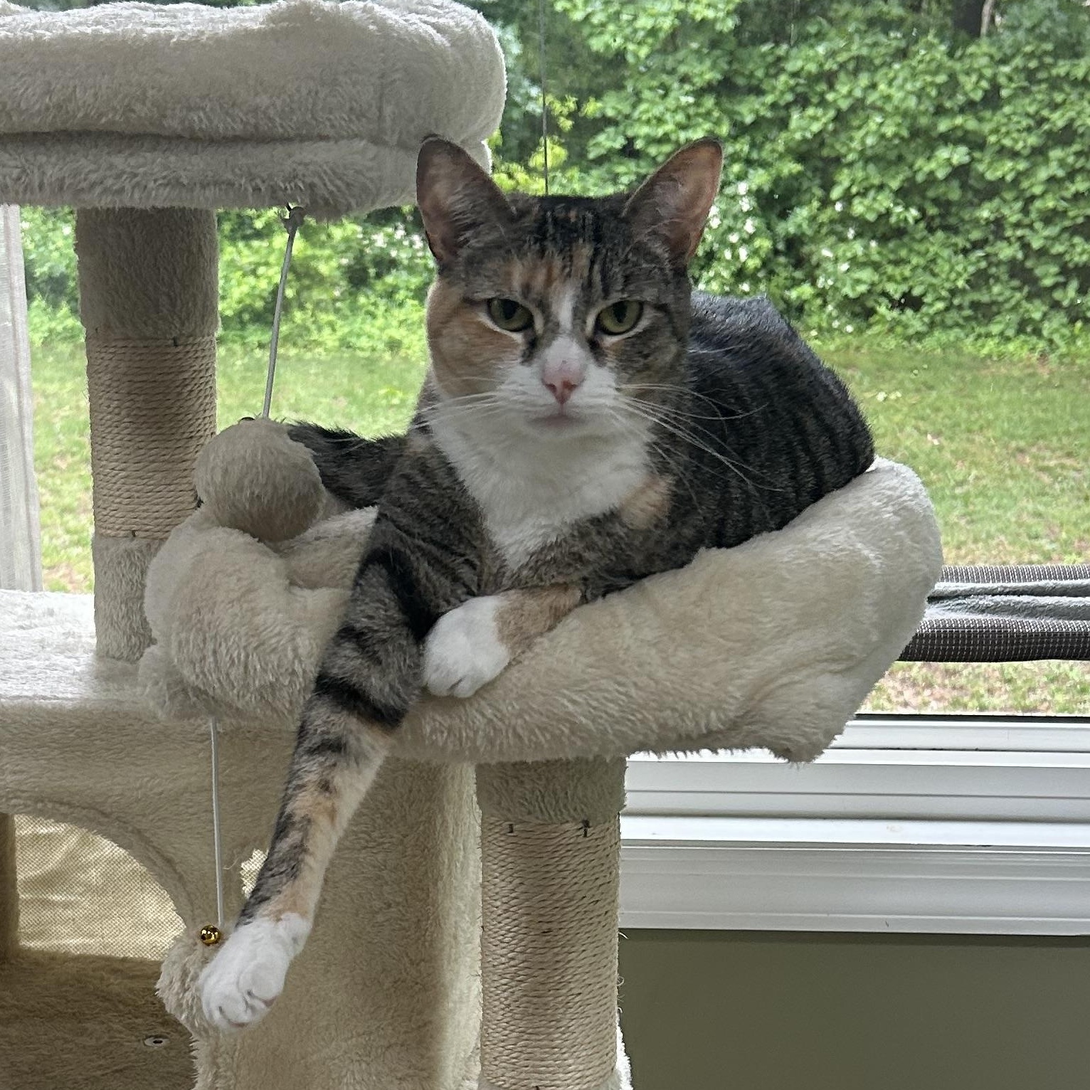 Enlarge Tess, a ADOPTABLE mixed breed in Maple Shade, NJ image 3/5