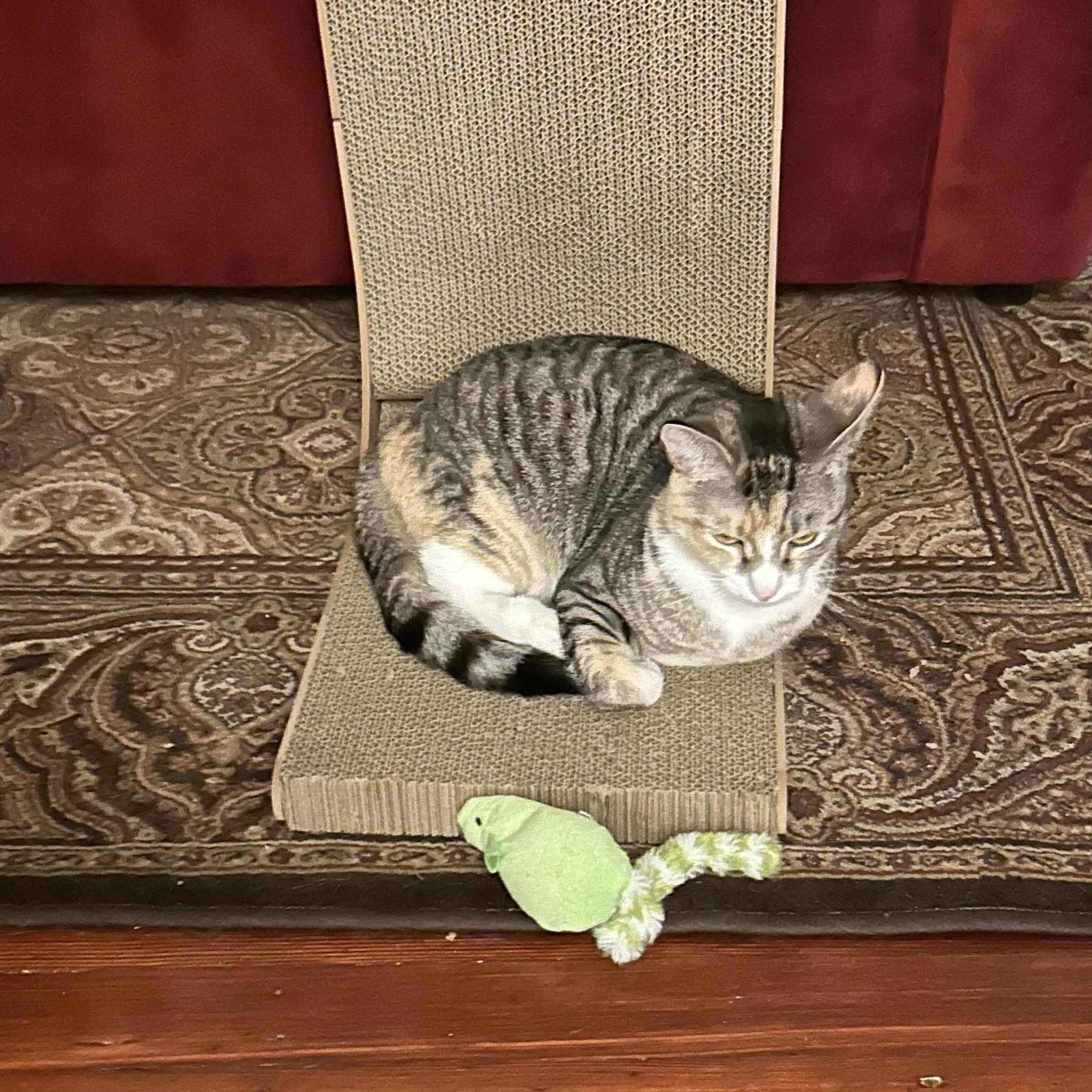 Enlarge Tess, a ADOPTABLE mixed breed in Maple Shade, NJ image 5/5