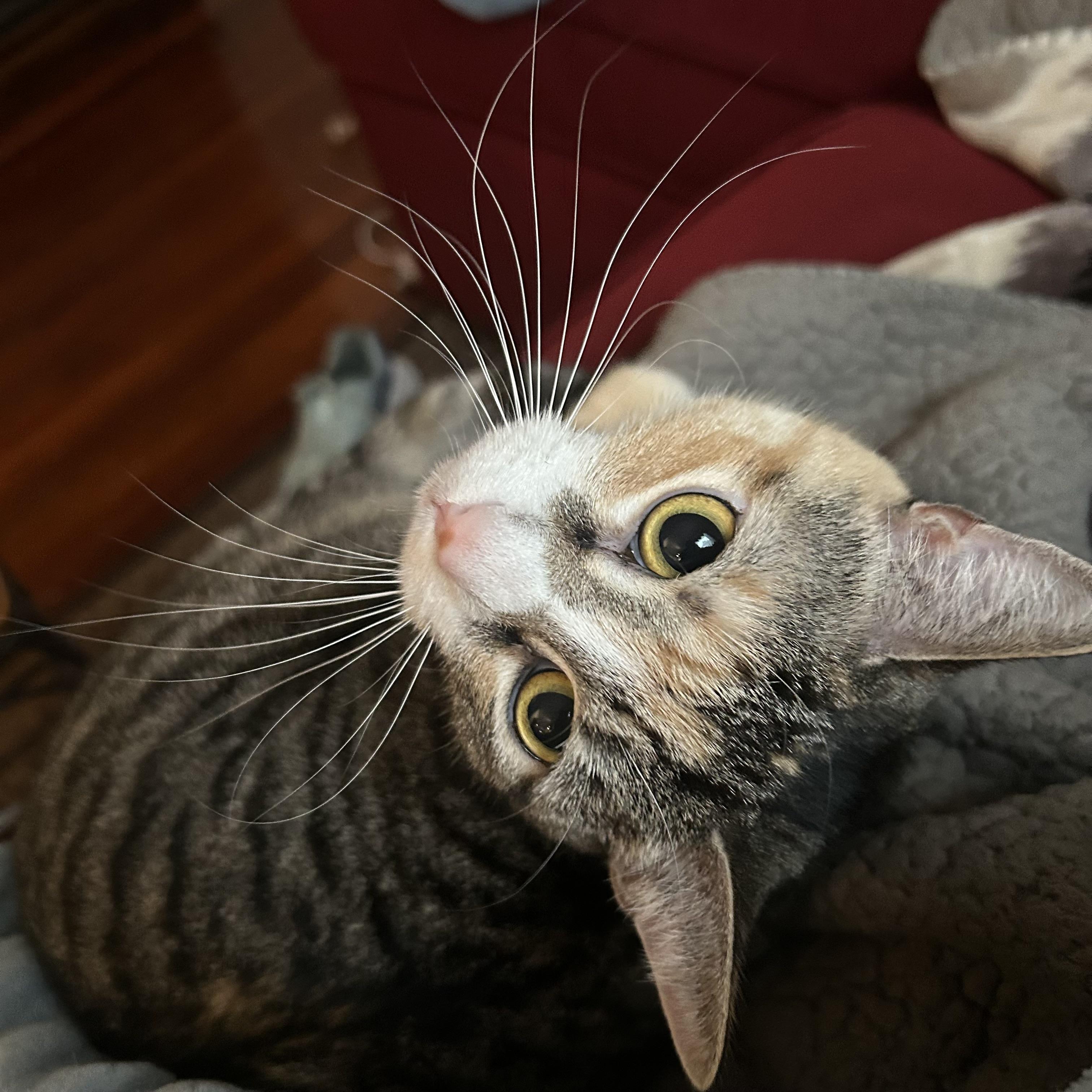 Enlarge Tess, a ADOPTABLE mixed breed in Maple Shade, NJ image 4/5