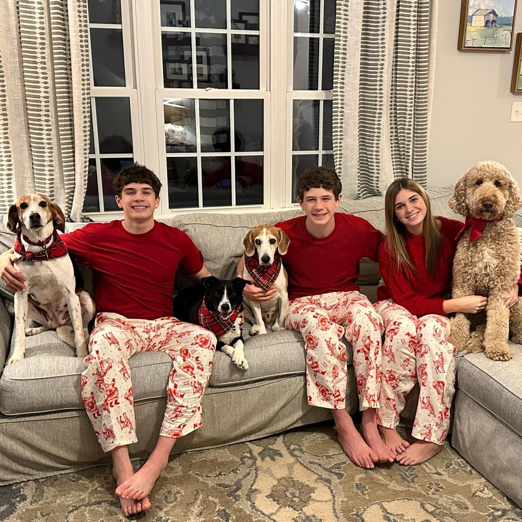 Lily, Adoptable, Adult Female Foxhound.