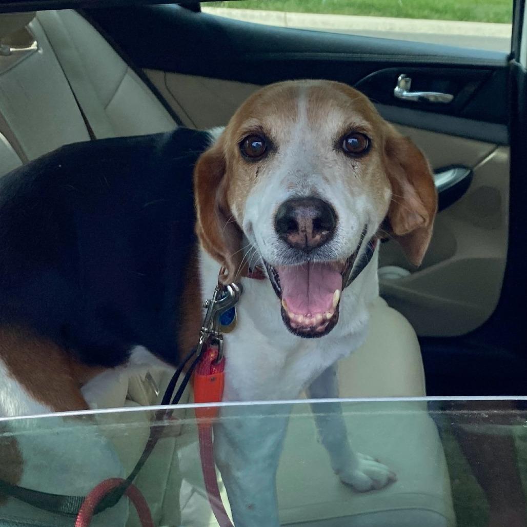 Lily, Adoptable, Senior Female Foxhound.